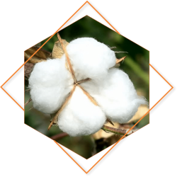 raw cotton
